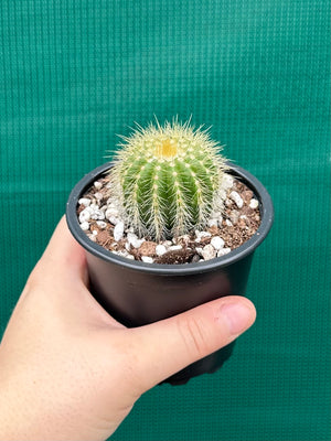 Parodia warasii