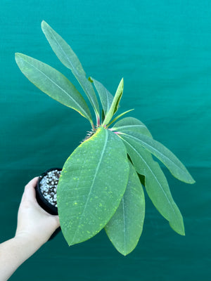 Euphorbia viguieri