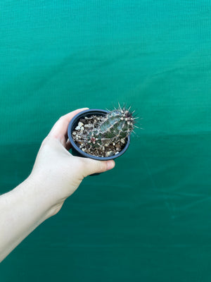 Echinocereus russanthus x davisii