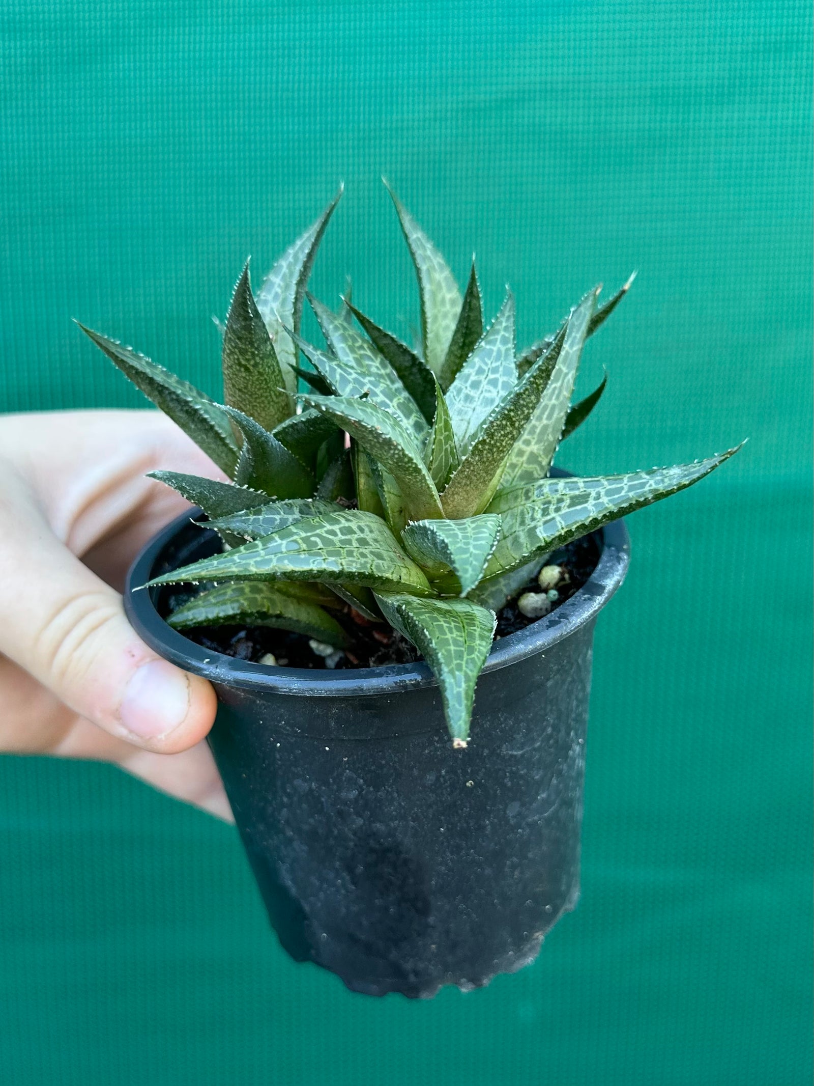 Haworthia tessellata