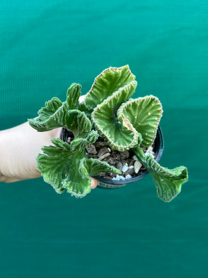 Stapelia leendertziae crest