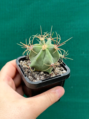 Ferocactus histrix