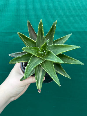 Aloe ‘Gold Tooth’