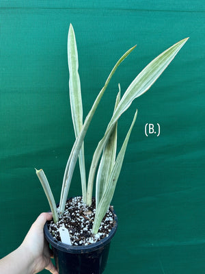 Sansevieria ‘Siam Silver’