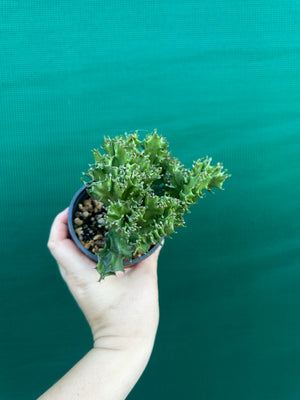 Crested Euphorbia lactea cristata