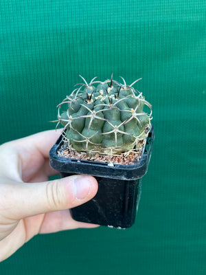 Gymnocalycium delaetii