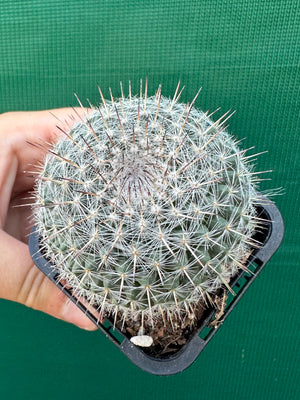 Mammillaria hahniana