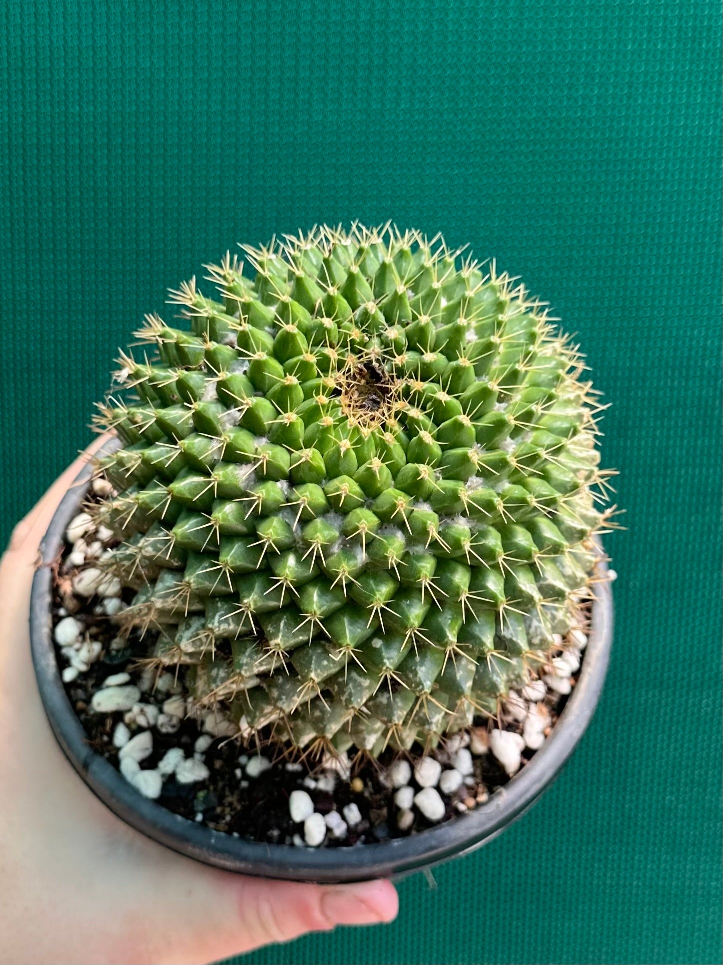 Mammilaria marksiana