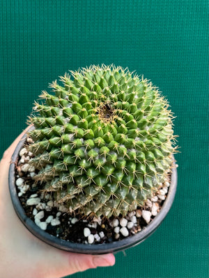 Mammilaria marksiana
