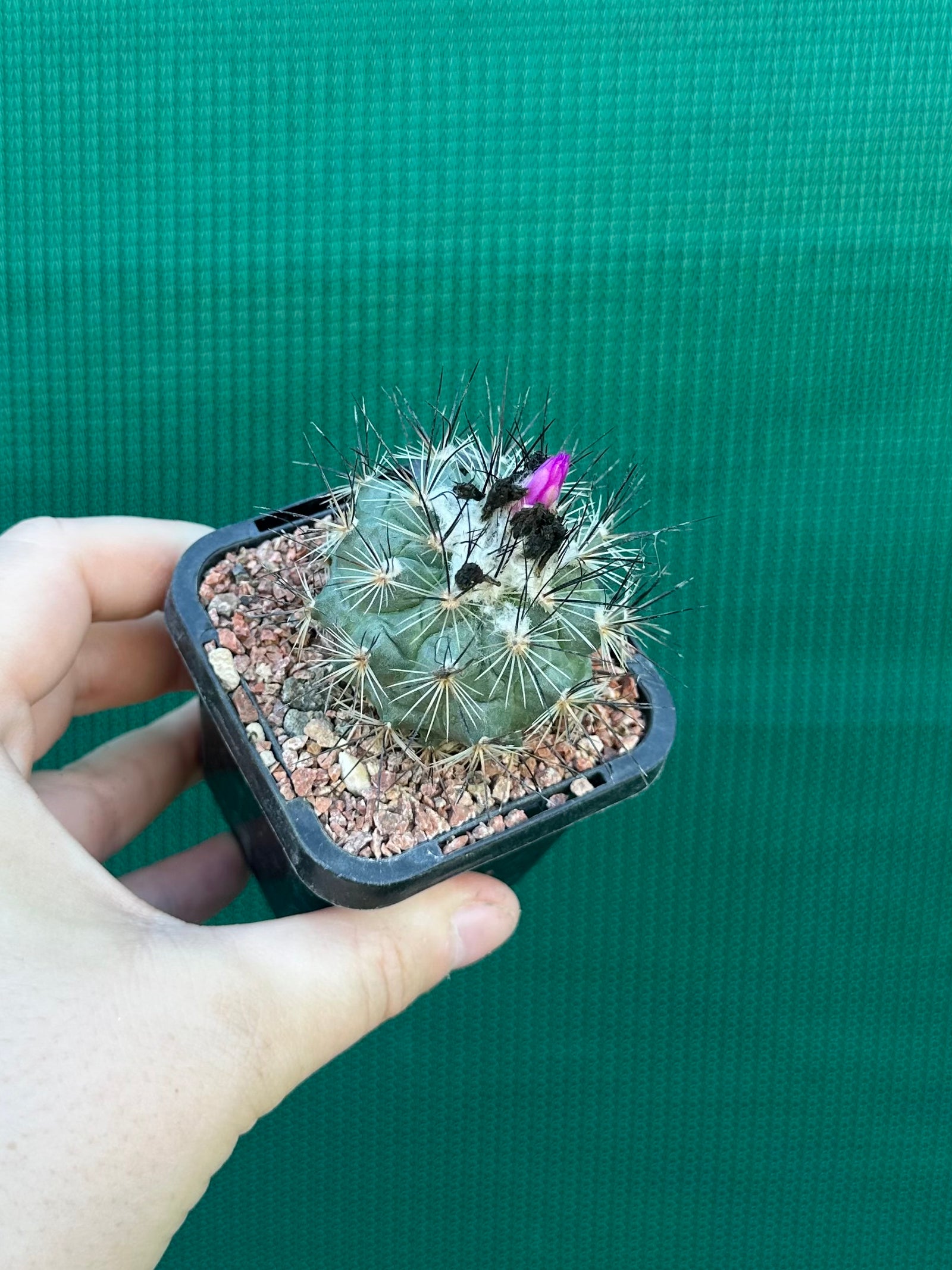 Turbinicarpus viereckii