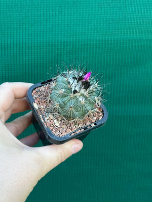 Turbinicarpus viereckii