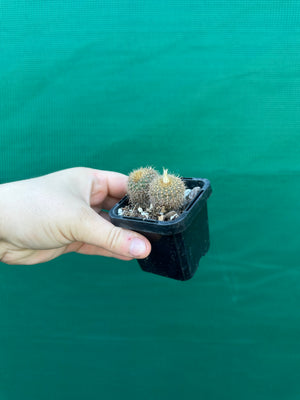 Frailea heliosa