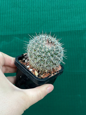 Mammillaria lindsayii
