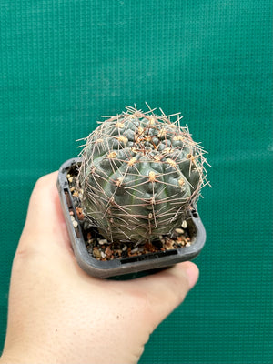 Gymnocalycium schroederianum
