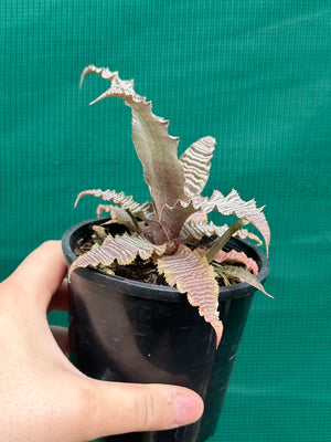 Cryptanthus