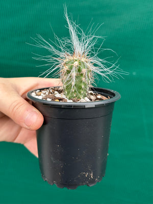 Oreocereus celsianus