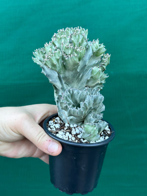 Crested Euphorbia lactea cristata