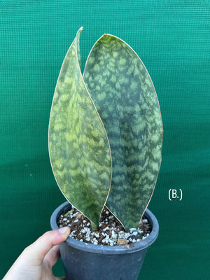 Sansevieria Masoniana ‘Mason’s Congo Paddle’