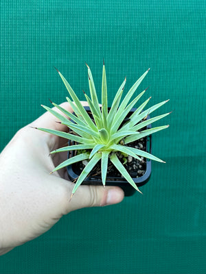 Agave stricta ‘Nana’