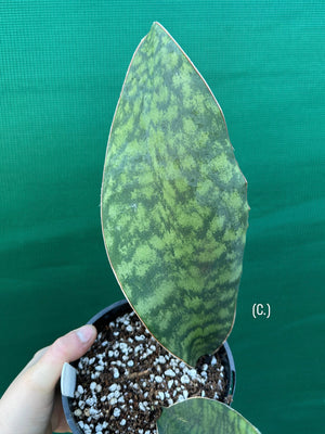 Sansevieria Masoniana ‘Mason’s Congo Paddle’