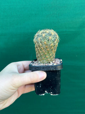 Coryphantha greenwoodii
