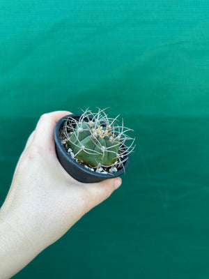 Gymnocalycium accorugatum