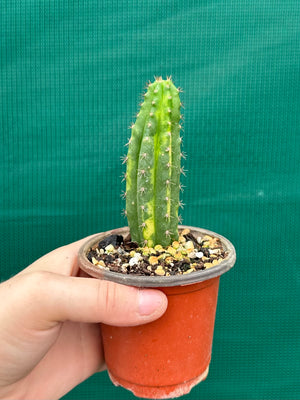 Trichocereus peruvianus varigata
