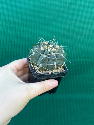 Gymnocalycium capillaense