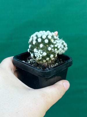Mammillaria vetula ‘Oruga’