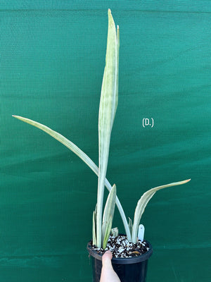 Sansevieria ‘Siam Silver’