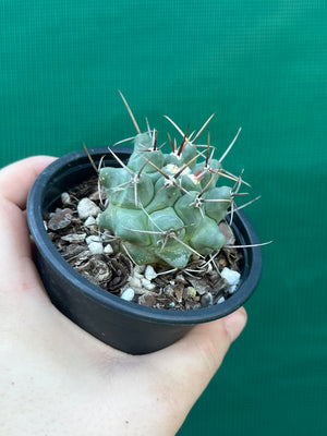 Thelocactus rinconensis ssp rinconensis