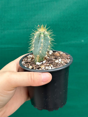 Pilocereus