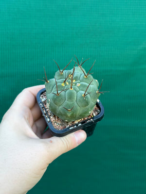 Matucana madisonorum
