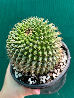 Mammilaria marksiana