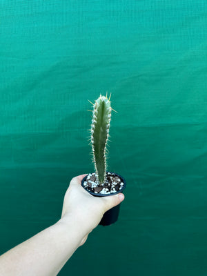 Pilocereus floccosus