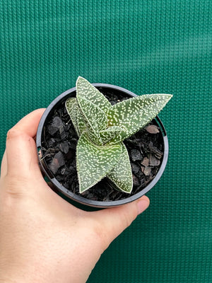 Gasteria ‘White Spot’