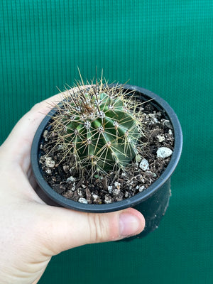 Carnegiea gigantea