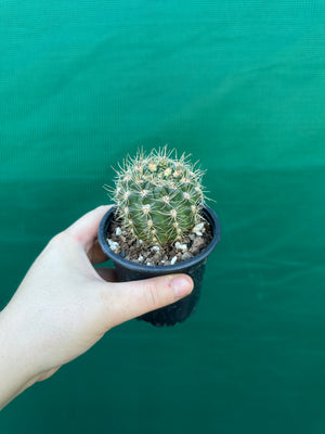 Gymnocalycium reductum v schatzlianum