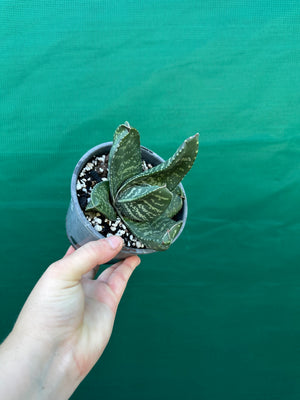 Gasteria excelsa hybrid