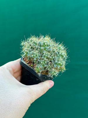 Mammillaria surculosa