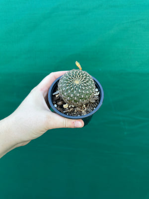 Sulcorebutia arenacea