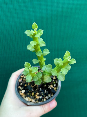 Monadenium ellenbeckii