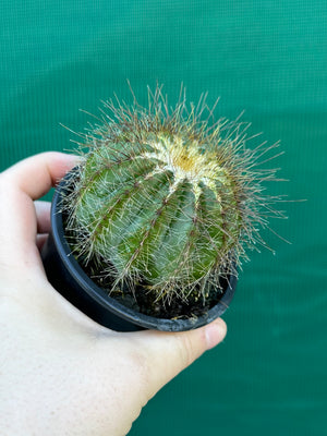 Parodia magnifica
