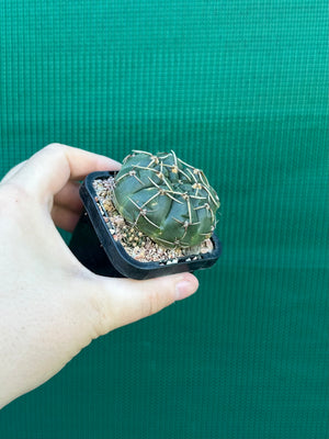 Gymnocalycium guerkeanum