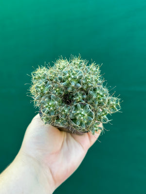 Mammillaria surculosa