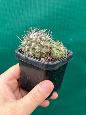 Neochilenia heinricheana x floccosa