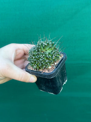 Mammillaria bocasana “The Freak”