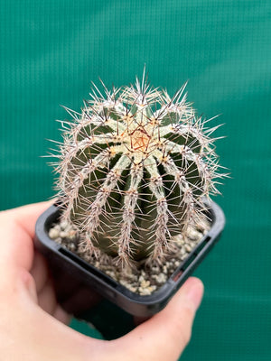 Echinopsis haku jo