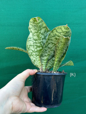Sansevieria Masoniana ‘Mason’s Congo Paddle’