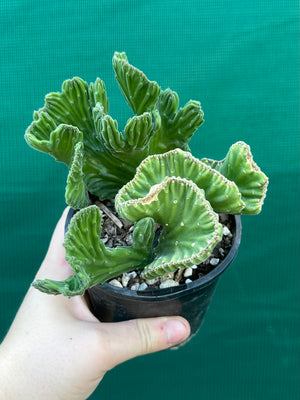 Stapelia leendertziae crest
